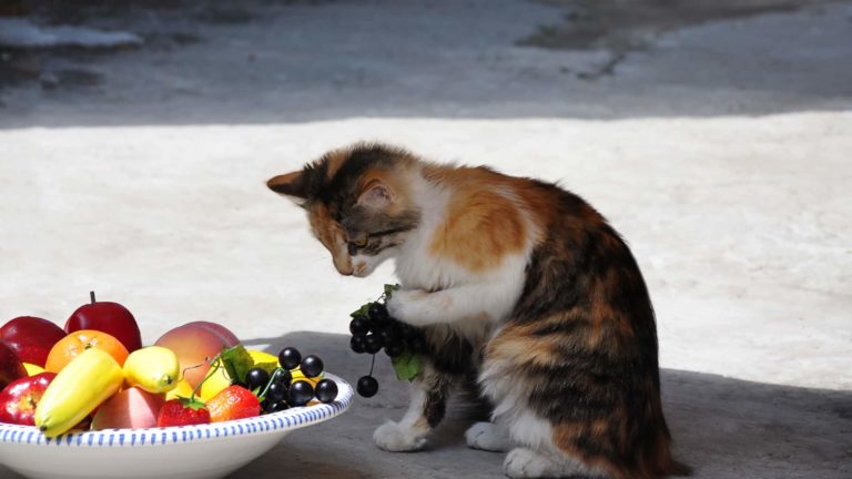 חתולים יכולים לאכול פירות?
