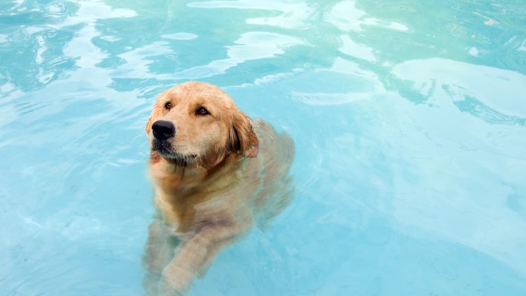 כלב בבריכה